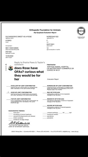 Replying to @Prairie Paws & Taylor Roses OFA prelims. Pennhip is final at 16 weeks or later. Her Pennhip is .32 which is very good. #OFA