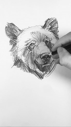 Grizzly quick sketch! #Grizzlybear #drawing #howtodraw #pencilart #pencildrawing #sketching | Isaac May Art