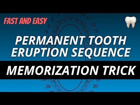 Permanent Tooth Eruption Sequence Made Easy! (memorize in 4 minutes)