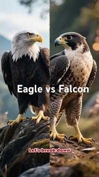 Eagle vs Falcon – The Ultimate Aerial Showdown #eaglevsfalcon #eagles #wildlifeshorts #animalshorts