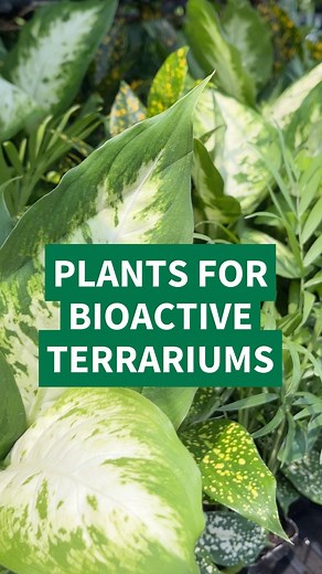 Need to refresh your bioactive buddy's enclosure? We're fully stocked with pesticide-free arids, tropicals, ferns, and more! . Experience the biggest savings of the summer during our 4th of July sale! Happening online on 7/4 and in-store (with accompanying festivities) on 7/6. Don’t miss the best time to stock up on all Bio Dude goodies! Stay tuned for details about specific deals. . -THE DUDE ABIDES👍🏻 Location: The Bio Dude Inc Houston 15116 Highway 3 Bldg 4 Webster, TX 77598 Hours: Mon-Fri: 