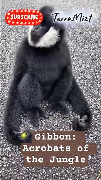 Gibbon Facts 🐒 | Nature’s Acrobats of the Jungle
