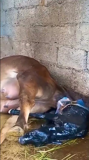Cow giving Birth |Miracle of Life: Witnessing a Cow's Incredible Journey to Motherhood