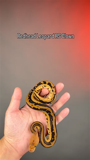 3.1K views · 130 reactions | #inhouse#2025#pythons #scales #ballpythonofinstagram #ballpython #reptiles #snakeofinstagram #Hetflix #ballpythonbreeder #thailand | Sexy Ball Python | Facebook