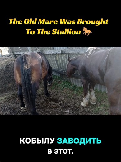 The Old Mare Meets the Stallion: Nature's Way