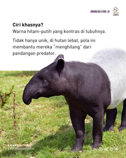 Mengenal Tapir: Si Tukang Kebun Hutan