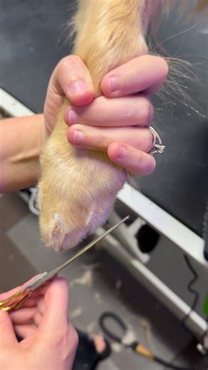 2.7M views · 27K reactions | This is how I personally trim toe hair. This demo is done before the bath. | The Super Groomer | Facebook