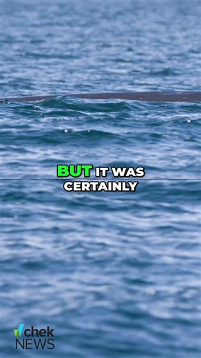 Second largest whale species on earth spotted in B.C. waters