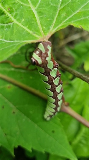 애보트 박각시나방(Abbott's Sphinx Moth, 학명: Sphecodina abbottii)의 애벌레 #미국 뉴욕주 사라토가 스파 주립공원