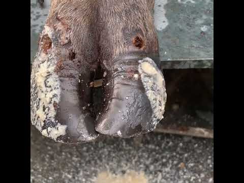 The SHOCKING truth behind cutting and trimming cow hooves—removing screws stuck in hooves
