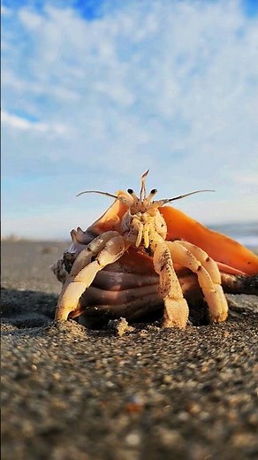 Grateful - St. Finnikin