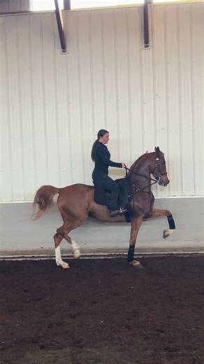 First Time Collecting Her Trot for the Show Hack