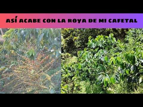 Cómo controlar la roya en el cultivo de café de forma efectiva.