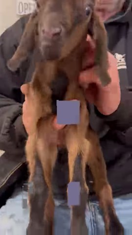 42K views · 1.3K reactions | 勺冀懶勺冀懶勺冀懶勺冀懶勺冀懶 Showing off the new kids on the block ~JennyBess had twins 1/19/25 勺JosieBess & 冀Jaylen miniature nubians at Harmony Lane Farm & Creamery home of the world famous baby goat cuddling nurseries, climate controlled, open year-round! ￼￼ | Harmony Lane Farms Goat Milk Soap & Jolly Kakes Bakery | Facebook