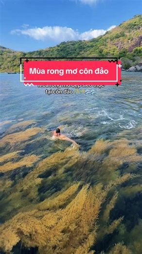 Khám Phá Mùa Rong Mơ Tại Vịnh Đầm Tre