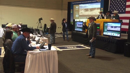 World Champion Auctioneer Ralph Wade behind the mic selling cattle #TheSuperiorWay in Natchitoches, Louisiana! | Superior Livestock / Superior Purebred