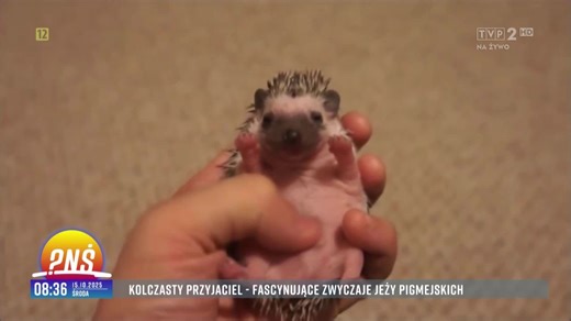 Jeż pigmejski - nietypowy domowy pupil