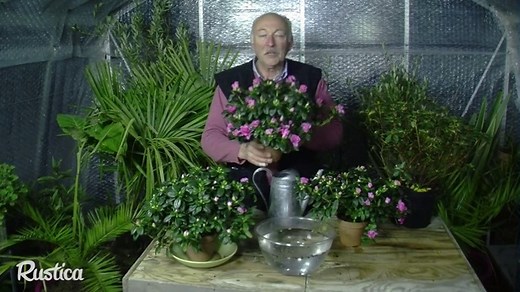 Les bons gestes et conseils en vidéo pour bien conserver et entretenir une azalée à l'intérieur. | Rustica
