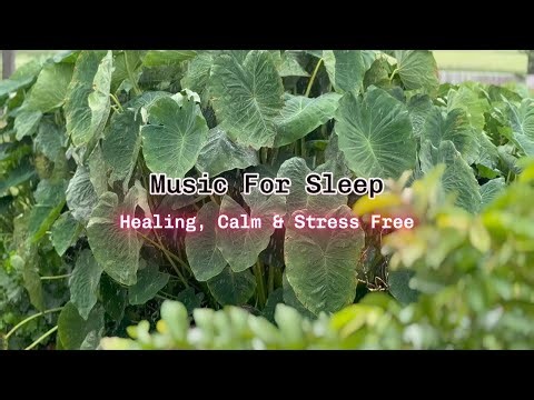 1 Hour Relaxing Music Stress Relieves , Depression And Anxiety Heals the Mind and Soul Deep Sleep