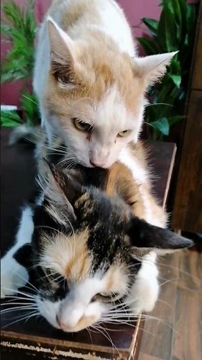 Cat Meeting First Time 🐱❤️#catshorts #catvideos #ytshorts #viral