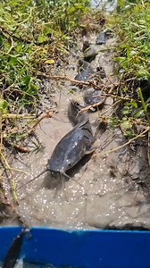 52K views · 187 reactions | Amazing unique catfish catching system #fish #fishing #video #reels #catfish | Only Fishing | Facebook