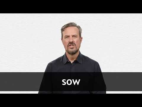 How to pronounce SOW in American English