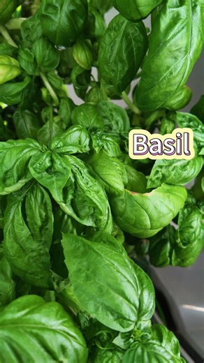Growing Fresh Vegetables on My Hydroponic Tower (Beets, Tomatoes, Lettuce & Basil)