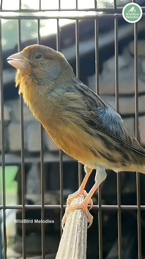 Relaxing Bird Sounds ASMR | Nature Chirping Compilation #BirdSounds #canary #birdsong #birds