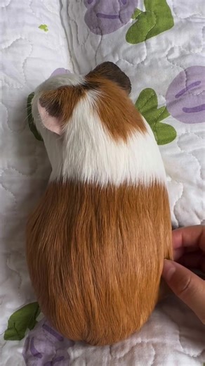 Funny Guinea Pig Videos That Will Make You Laugh
