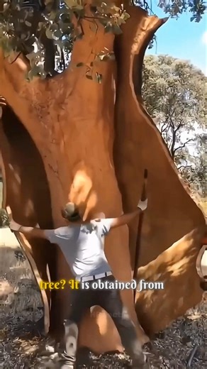 The Secret Behind Wine Corks 🍷 | How Cork Oak Trees Make Bottle Stoppers!🍾 #shorts