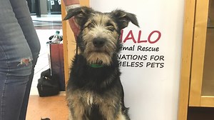 This adorable shelter dog from New Mexico just got his big break 🐶🎥 | Yahoo