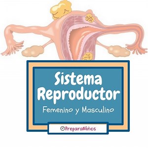 Sistema Reproductor Femenino y Masculino para Niños. Aprende que es la Reproducción
