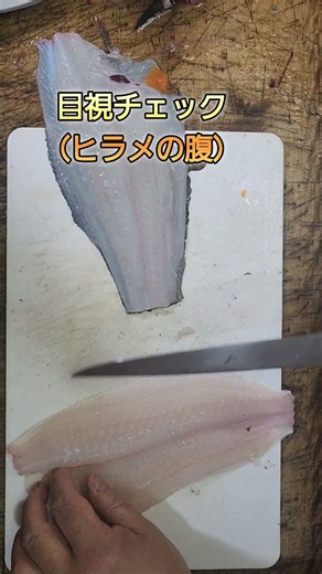 衝撃 アニサキスは活きた状態のヒラメの身に潜っている証拠動画です。