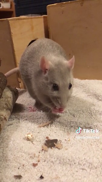 #rattok #ratbreeder #rats #fancyrats #petrats #rat #fancyrat #ratto #cuterats #ratsoftiktok #babyrats #babyrat #ratbreeding