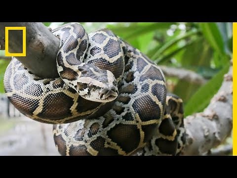 Un python de Birmanie cannibale
