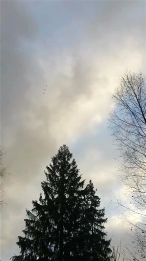 Farewell to Autumn: Birds flying over the treetops 🍂