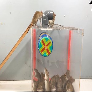 how to set a victor mouse trap at home 2020 ep #120 #mouse_trap #rats_trap #mice_trap #mouse #rats #mice | Mona