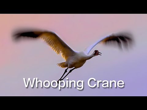 Whooping Cranes | Watch their elegant dance and spectacular actions.