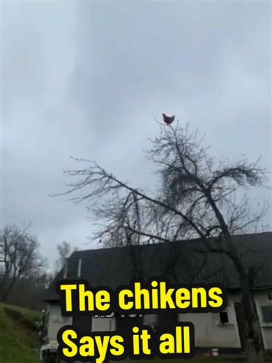 Manchester United vs Arsenal Reaction