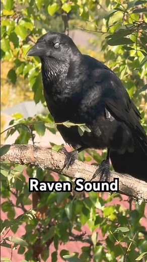 Raven Sound