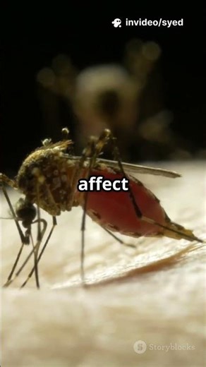 Mitey Mosquitoes Microbial Mysteries Un #worldresearchawards #Biodiversity #Biology