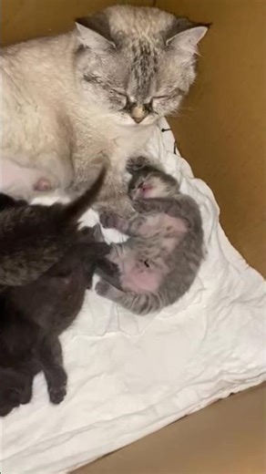 Love ! #cat #catbaby #kitten #aww #amazing #cute