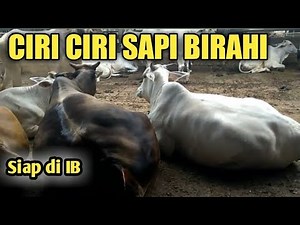 CARA MENGETAHUI CIRI CIRI SAPI BIRAHI YANG BENAR