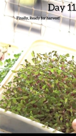 Microgreens for Beginners | Fast & Easy Method #gardeningartzone