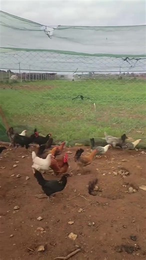 How to Season and Fry Chicken Like a Pro