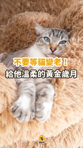 不用等貓咪變老，才開始了解 【老貓照護實戰課：陪你走到最後】 ​ 🩺 洪巧凌｜內科＆老年犬貓心臟專科醫師 @vetchiaoling 教你看懂老貓常見狀況：食慾下降、關節退化、慢性腎病，從日常觀察判斷「該不該就醫」、了解當不同的慢性病同時存在時，如何取捨醫療、調整飼主心態 ​ 🐱 葛雁｜貓談社創辦人、行為諮詢師 從行為面出發，帶你調整空間與照顧節奏，讓貓在變老的過程裡，也能安穩、舒適、有尊嚴 🧡 ＿＿ ​ 📅 11/16（日）實體＋線上同步 上午 洪巧凌 10:00–13:00 ｜ 下午 葛雁 14:00–17:00 實體｜TCCC 長安館 206（近台北車站／中山站） 線上｜Google Meet 同步直播 ​ ✨ 立即報名 → https://lihi.cc/pw6a6/r1￼ 🎁 報名即享 180 天回放 #老貓照護 #貓談社 #洪巧凌 #葛雁 #貓咪健康 #貓行為 #老貓 #貓行為諮詢 #cat | 貓談社 - 貓行為諮詢