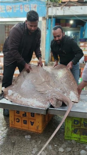 Sting Ray 71kg