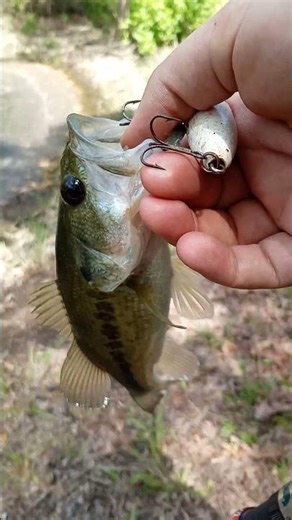#springbassfishing