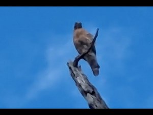 Magpie Distress Call