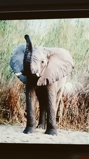 Male African Elephant Sound Effects